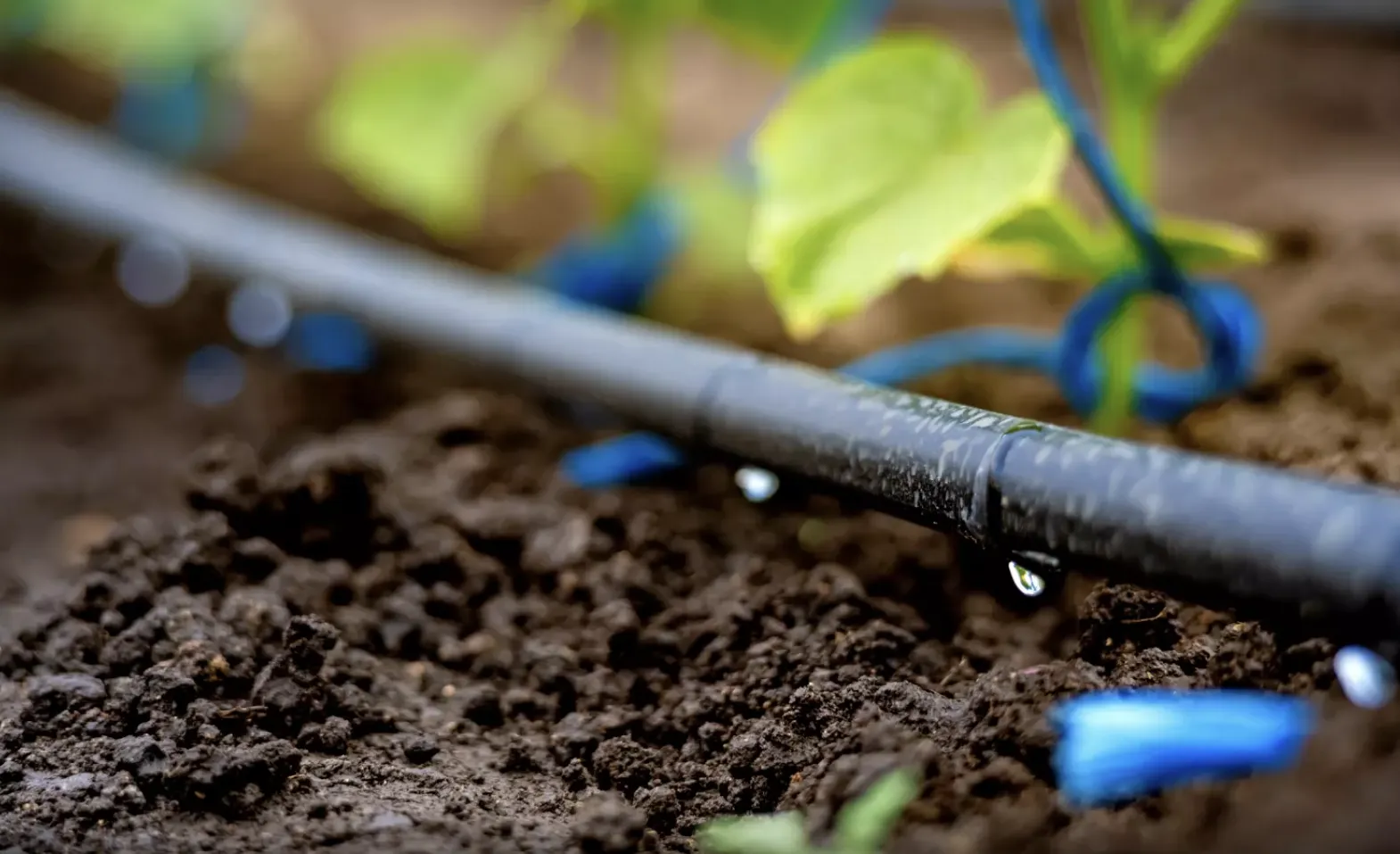 Irrigation goutte-à-goutte