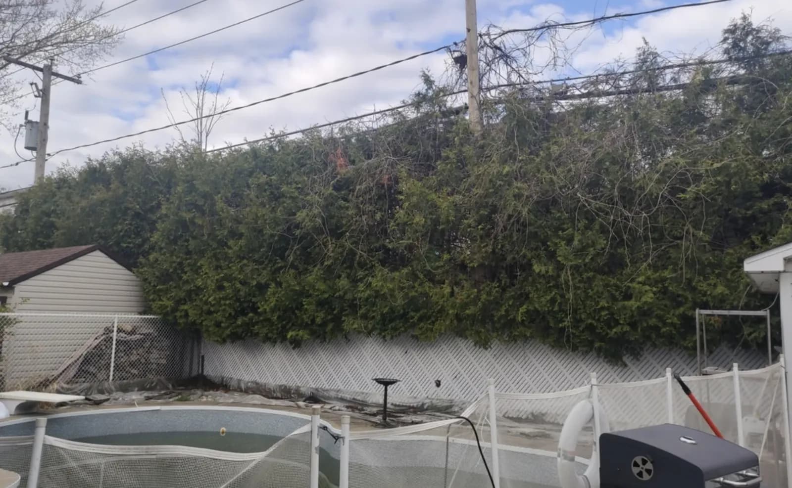 Vignes sur une haie de cèdres
